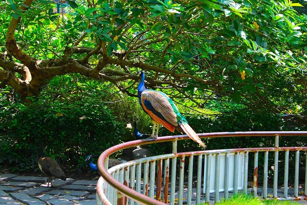 Ho Chi Minh City, Viet Nam - August 7th 2025 - Photo of Saigon Zoo ( So Thu - Thao Cam Vien Sai Gon )