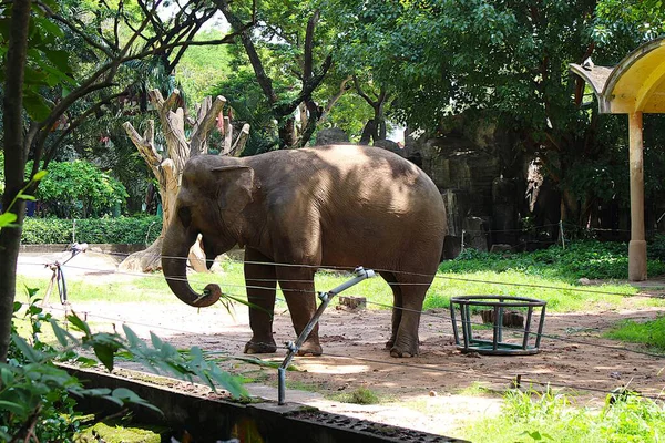 Ho Chi Minh City, Viet Nam - August 7th 2025 - Photo of Saigon Zoo ( So Thu - Thao Cam Vien Sai Gon )