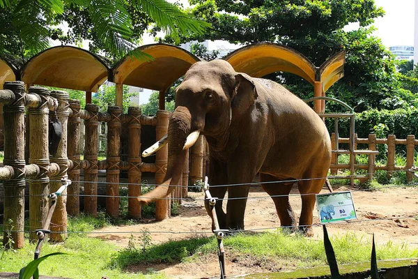 Ho Chi Minh City, Viet Nam - August 7th 2025 - Photo of Saigon Zoo ( So Thu - Thao Cam Vien Sai Gon )