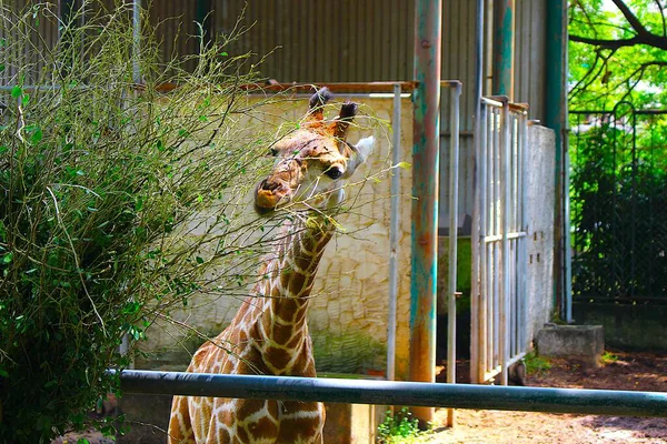 Ho Chi Minh City, Viet Nam - August 7th 2025 - Photo of Saigon Zoo ( So Thu - Thao Cam Vien Sai Gon )