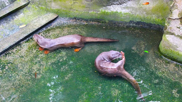 Ho Chi Minh City, Viet Nam - August 7th 2025 - Photo of Saigon Zoo ( So Thu - Thao Cam Vien Sai Gon )