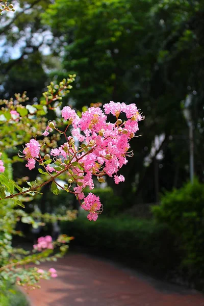 Flowers_A bunch of cute pink flower along the road