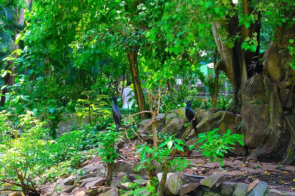 Ho Chi Minh City, Viet Nam - August 7th 2025 - Photo of Saigon Zoo ( So Thu - Thao Cam Vien Sai Gon )