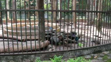 Ho Chi Minh Şehri, Viet Nam - 7 Ağustos 2025 - Saigon Hayvanat Bahçesi (So Thu - Thao Cam Vien Saigon )