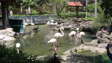 Ho Chi Minh Şehri, Viet Nam - 7 Ağustos 2025 - Saigon Hayvanat Bahçesi (So Thu - Thao Cam Vien Saigon )