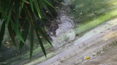 Ho Chi Minh Şehri, Viet Nam - 7 Ağustos 2025 - Saigon Hayvanat Bahçesi (So Thu - Thao Cam Vien Saigon )