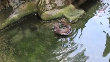 Ho Chi Minh Şehri, Viet Nam - 7 Ağustos 2025 - Saigon Hayvanat Bahçesi (So Thu - Thao Cam Vien Saigon )