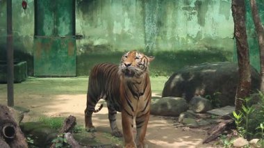 Ho Chi Minh Şehri, Viet Nam - 7 Ağustos 2025 - Saigon Hayvanat Bahçesi (So Thu - Thao Cam Vien Saigon )