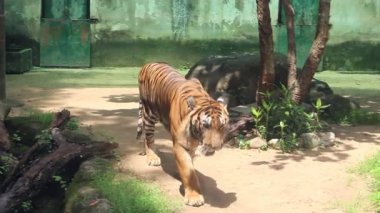 Ho Chi Minh Şehri, Viet Nam - 7 Ağustos 2025 - Saigon Hayvanat Bahçesi (So Thu - Thao Cam Vien Saigon )