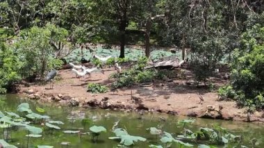 Ho Chi Minh Şehri, Viet Nam - 7 Ağustos 2025 - Saigon Hayvanat Bahçesi (So Thu - Thao Cam Vien Saigon )