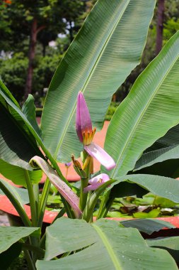 Flowers_An ancient tree trunk in the mausoleum