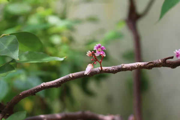 Flowers_A tiny starfruit flower in the branch 