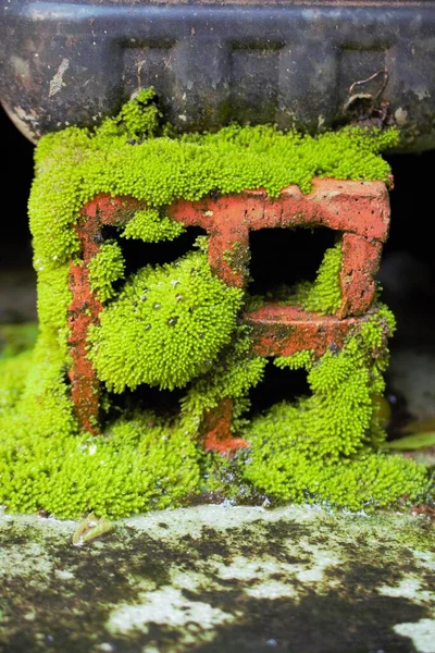 Plants_A brick that is full of green moss on the surface