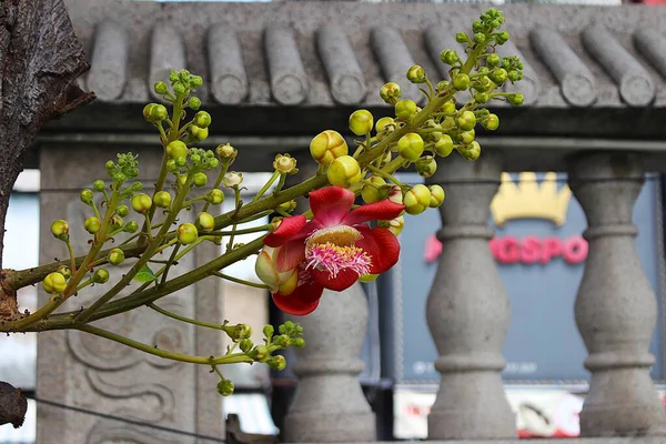 Vietnam Ulusal Pagoda (Viet Nam Quoc Tu) fotoğrafı, Ho Chi Minh City, Viet Nam, 27 Haziran 2025: Pagoda topraklarında ekilen birçok bitki ve çiçeğin manzarası. Bu bitkiler pagoda 'ya yardım eder. Güzel ve güzel bir atmosferi vardır..