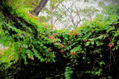 Tao Dan Park 'ın (Cong vien Tao Dan) 14 Haziran 2025' te Ho Chi Minh City, Vietnam 'da çekilmiş fotoğrafı: Parkın içinde bir sürü küçük kırmızı çiçekli yeşil çardak
