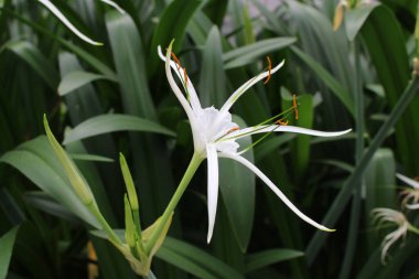 Tao Dan Park 'ın (Cong vien Tao Dan) 21 Haziran 2025' te Ho Chi Minh City, Vietnam 'da çekilmiş fotoğrafı: Ho Chi Minh City' nin en eski parkı olan Tao Dan Park 'taki renkli çiçekler ve yeşillik manzarası