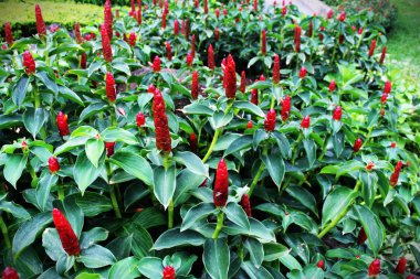 Tao Dan Park 'ın (Cong vien Tao Dan) 21 Haziran 2025' te Ho Chi Minh City, Vietnam 'da çekilmiş fotoğrafı: Ho Chi Minh City' nin en eski parkı olan Tao Dan Park 'taki renkli çiçekler ve yeşillik manzarası