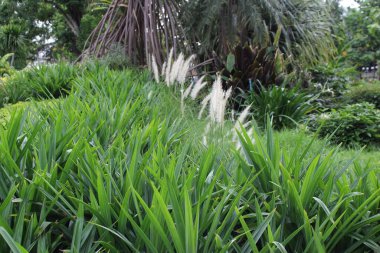 Tao Dan Park 'ın (Cong vien Tao Dan) 21 Haziran 2025' te Ho Chi Minh City, Vietnam 'da çekilmiş fotoğrafı: Ho Chi Minh City' nin en eski parkı olan Tao Dan Park 'taki renkli çiçekler ve yeşillik manzarası