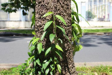 Birçok filodendronun fotoğrafı caddenin yanında ekilmiştir. Güneş ışığına ulaşmak için eski bir ağaç gövdesine tırmanıyorlar..