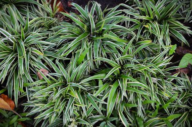 Tao Dan Park 'ın (Cong vien Tao Dan) 21 Haziran 2025' te Ho Chi Minh City, Vietnam 'da çekilmiş fotoğrafı: Ho Chi Minh City' nin en eski parkı olan Tao Dan Park 'taki bitki ve kaya manzarası