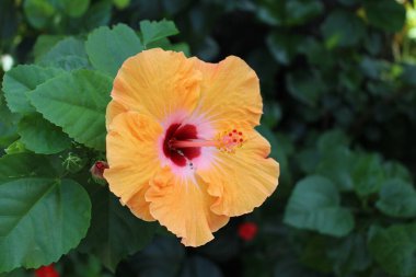 Tao Dan Park 'ın (Cong vien Tao Dan) 21 Haziran 2025' te Ho Chi Minh City, Vietnam 'da çekilmiş fotoğrafı: Ho Chi Minh City' nin en eski parkı olan Tao Dan Park 'taki bitki ve kaya manzarası