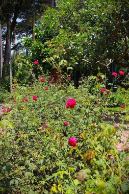 Tao Dan Park 'ın (Cong vien Tao Dan) 21 Haziran 2025' te Ho Chi Minh City, Vietnam 'da çekilmiş fotoğrafı: Ho Chi Minh City' nin en eski parkı olan Tao Dan Park 'taki bitki ve kaya manzarası