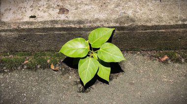Tao Dan Park 'ın (Cong vien Tao Dan) 21 Haziran 2025' te Ho Chi Minh City, Vietnam 'da çekilmiş fotoğrafı: Ho Chi Minh City' nin en eski parkı olan Tao Dan Park 'taki bitki ve kaya manzarası
