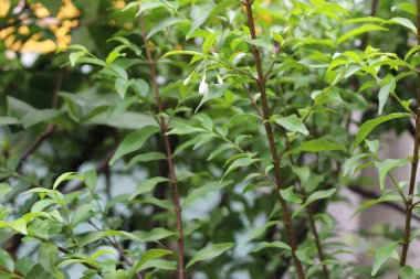 Bahçemdeki yemyeşil bitkilerin fotoğrafı.