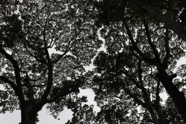 Antik ağaç tepe örtülerinin fotoğrafı parkın altından çekildi.