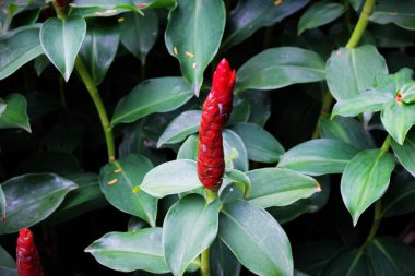 Bahçemdeki pek çok küçük muhteşem çiçeğe yakın dur. Bahçemi daha canlı kılan rengarenk çiçekler..