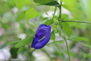 Bahçemdeki pek çok küçük muhteşem çiçeğe yakın dur. Bahçemi daha canlı kılan rengarenk çiçekler..