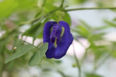 Bahçemdeki pek çok küçük muhteşem çiçeğe yakın dur. Bahçemi daha canlı kılan rengarenk çiçekler..