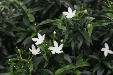 Bahçemdeki pek çok küçük muhteşem çiçeğe yakın dur. Bahçemi daha canlı kılan rengarenk çiçekler..