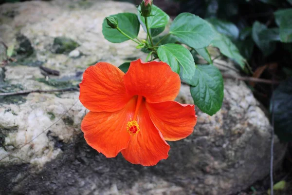 Tao Dan Park 'ın (Cong vien Tao Dan) 21 Haziran 2025' te Ho Chi Minh City, Vietnam 'da çekilmiş fotoğrafı: Ho Chi Minh City' nin en eski parkı olan Tao Dan Park 'taki renkli çiçekler ve yeşillik manzarası