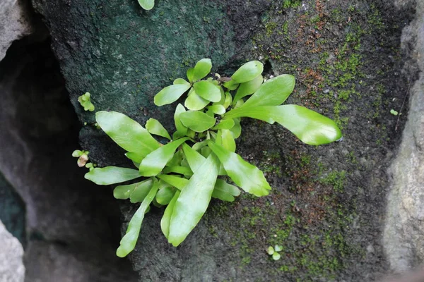 Tao Dan Park 'ın (Cong vien Tao Dan) 21 Haziran 2025' te Ho Chi Minh City, Vietnam 'da çekilmiş fotoğrafı: Ho Chi Minh City' nin en eski parkı olan Tao Dan Park 'taki renkli çiçekler ve yeşillik manzarası