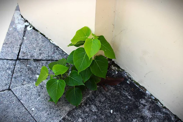 Caddenin duvarında yetişen esnek bir bitkinin fotoğrafı.