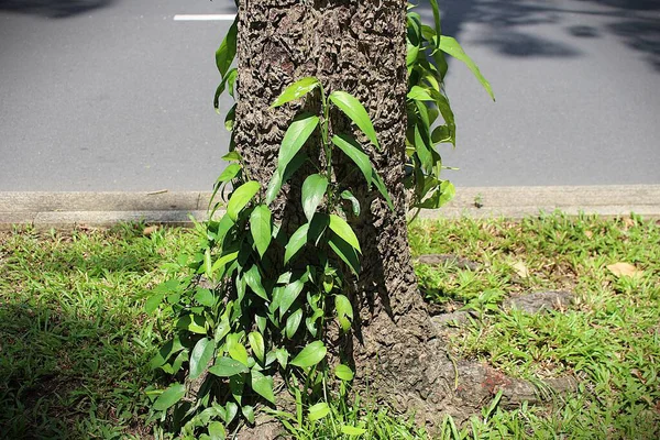 Birçok filodendronun fotoğrafı caddenin yanında ekilmiştir. Güneş ışığına ulaşmak için eski bir ağaç gövdesine tırmanıyorlar..