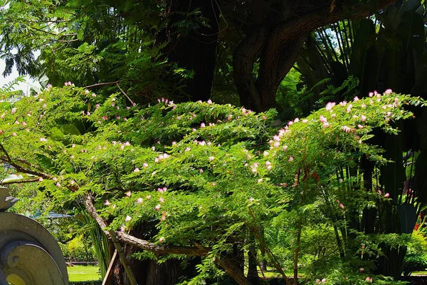 Tao Dan Park 'ın (Cong vien Tao Dan) 21 Haziran 2025' te Ho Chi Minh City, Vietnam 'da çekilmiş fotoğrafı: Ho Chi Minh City' nin en eski parkı olan Tao Dan Park 'taki bitki ve kaya manzarası