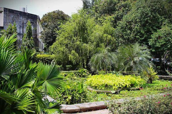 Tao Dan Park 'ın (Cong vien Tao Dan) 21 Haziran 2025' te Ho Chi Minh City, Vietnam 'da çekilmiş fotoğrafı: Ho Chi Minh City' nin en eski parkı olan Tao Dan Park 'taki bitki ve kaya manzarası