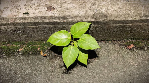 Tao Dan Park 'ın (Cong vien Tao Dan) 21 Haziran 2025' te Ho Chi Minh City, Vietnam 'da çekilmiş fotoğrafı: Ho Chi Minh City' nin en eski parkı olan Tao Dan Park 'taki bitki ve kaya manzarası