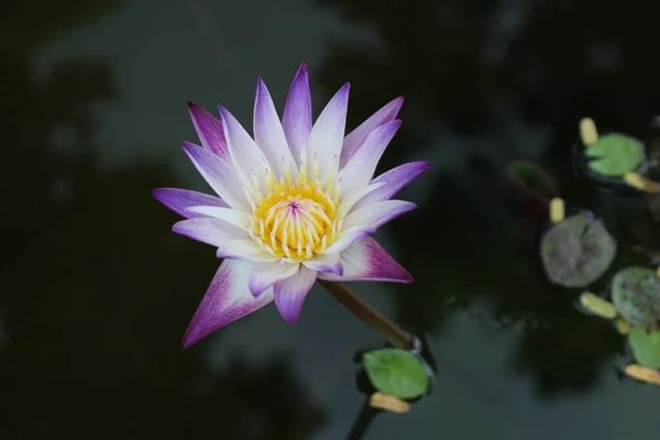 Tao Dan Park 'ın (Cong vien Tao Dan) 21 Haziran 2025' te Ho Chi Minh City, Vietnam 'da çekilmiş fotoğrafı: Ho Chi Minh City' nin en eski parkı olan Tao Dan Park 'taki bitki ve kaya manzarası