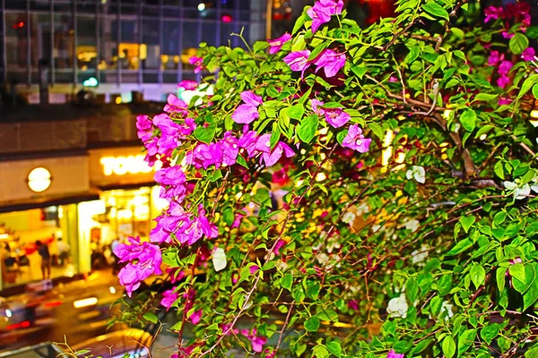 Muhteşem bougainvillea çalılarımın fotoğrafı bahçemde çiçek açıyor. Kubbeler muhteşem çiçeklerle dolu..