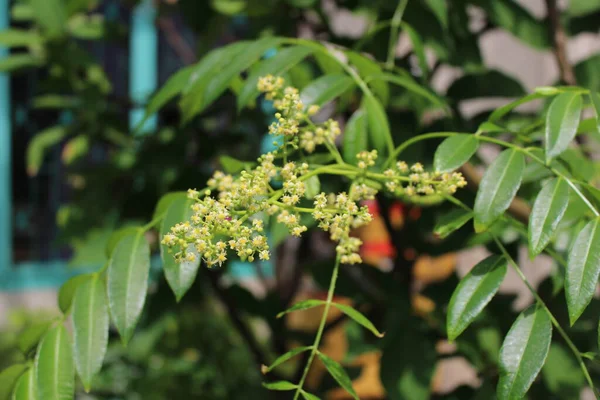 Bahçemdeki pek çok küçük muhteşem çiçeğe yakın dur. Bahçemi daha canlı kılan rengarenk çiçekler..