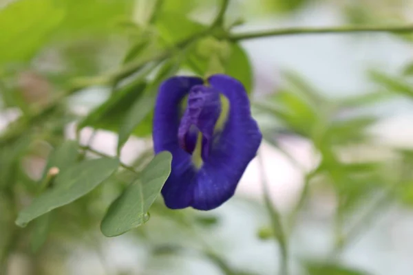 Bahçemdeki pek çok küçük muhteşem çiçeğe yakın dur. Bahçemi daha canlı kılan rengarenk çiçekler..