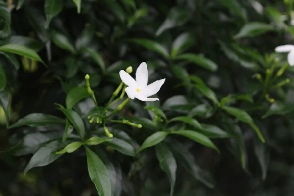 Bahçemdeki pek çok küçük muhteşem çiçeğe yakın dur. Bahçemi daha canlı kılan rengarenk çiçekler..