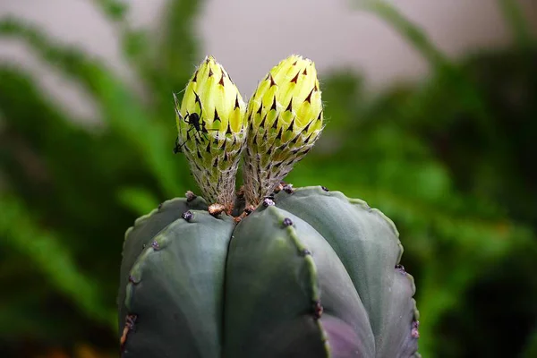 Bahçemde açmakta olan kaktüslerimin fotoğrafı.