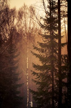 Alacakaranlıkta sakin bir orman sahnesi, uzun ağaçlar, dallardan süzülen yumuşak ışık, sıcak ve sakin bir atmosfer yaratıyor.