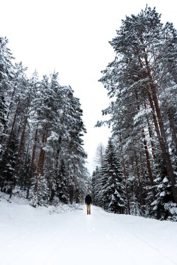 Karla kaplı bir patikada yürüyen yalnız bir figür. Kış manzarasında yüksek çam ağaçlarıyla çevrili.