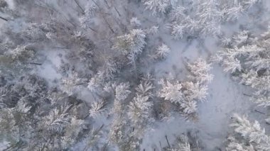 Kuzey ormanlarındaki karla kaplı ağaçların yukarıdan aşağı görüntüsüyle havadan insansız hava aracı uçuşu. Yumuşak ışık ve minimum doğal tonlarla sakin kış manzarası