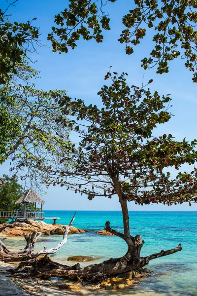 청록색 바다와 해변에 나무 — 스톡 사진